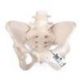 Pelvis Femenina Flexible 3B