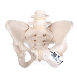 Pelvis Femenina Flexible 3B
