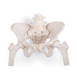 Pelvis femenina flexible con cabezas de fémur 3B