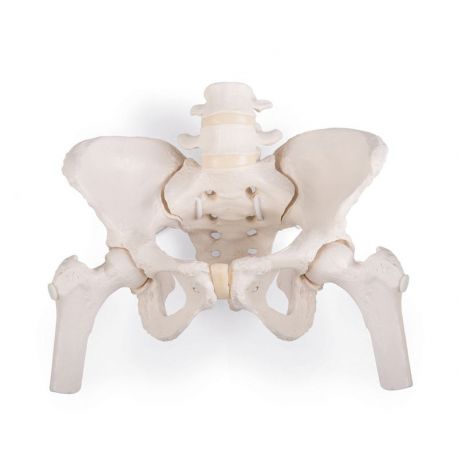Pelvis femenina flexible con cabezas de fémur 3B