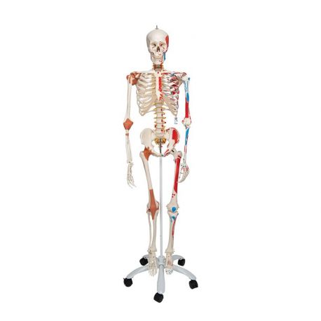 Esqueleto de lujo Sam 1 unidad + soporte