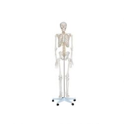 Esqueleto HC 180 cm.
