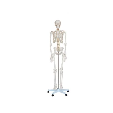 Esqueleto HC 180 cm.