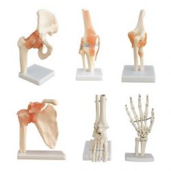 Modelo Anatómico Articulación Codo