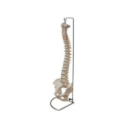 Columna Vertebral HC