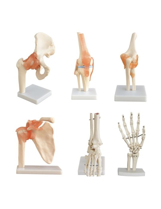 Modelo Anatómico Articulación Mano