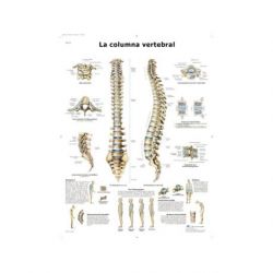 Lámina Columna Vertebral