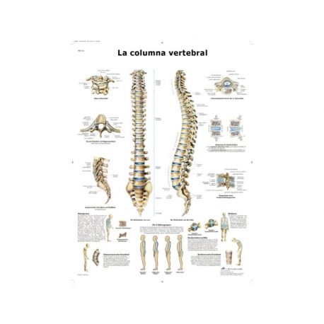 Lámina Columna Vertebral