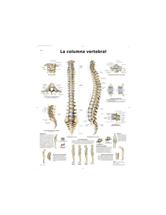 Lámina Columna Vertebral