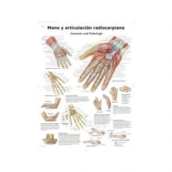 Lámina Mano y Articulación Radiocarpiana