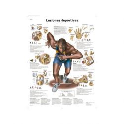 Lámina Lesiones Deportivas