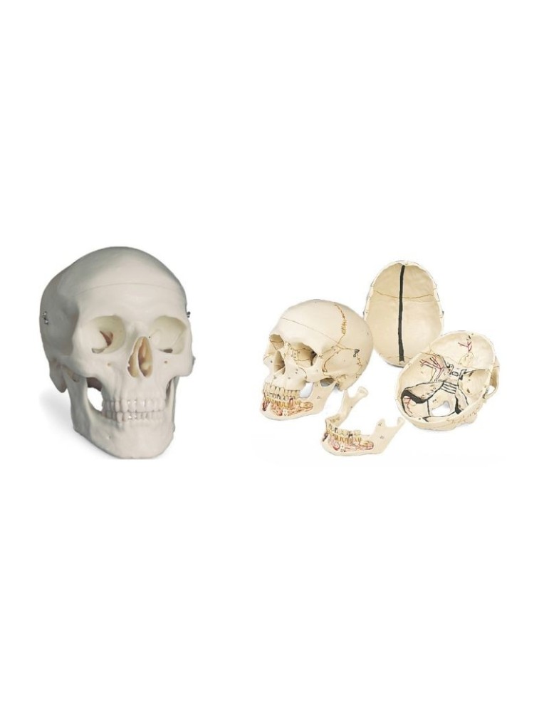 Cráneo 3 partes 3B Desmontable en 3 partes