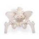 Pelvis femenina flexible con cabezas de fémur 3B