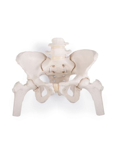 Pelvis femenina flexible con cabezas de fémur 3B 2