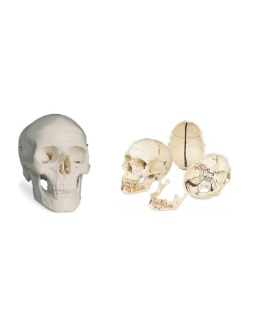 Cráneo 3 partes 3B Mandíbula abierta 2