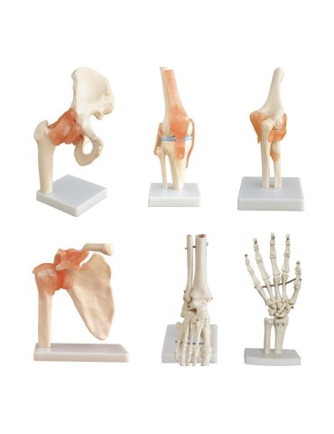 Modelo Anatómico Articulación Codo 2