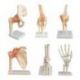 Modelo Anatómico Articulación Rodilla