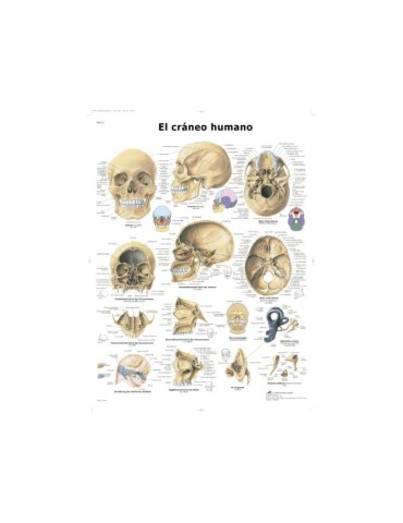 Lámina Cráneo Humano 2