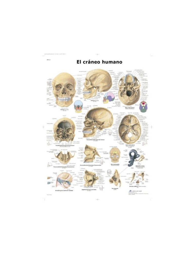 Lámina Cráneo Humano