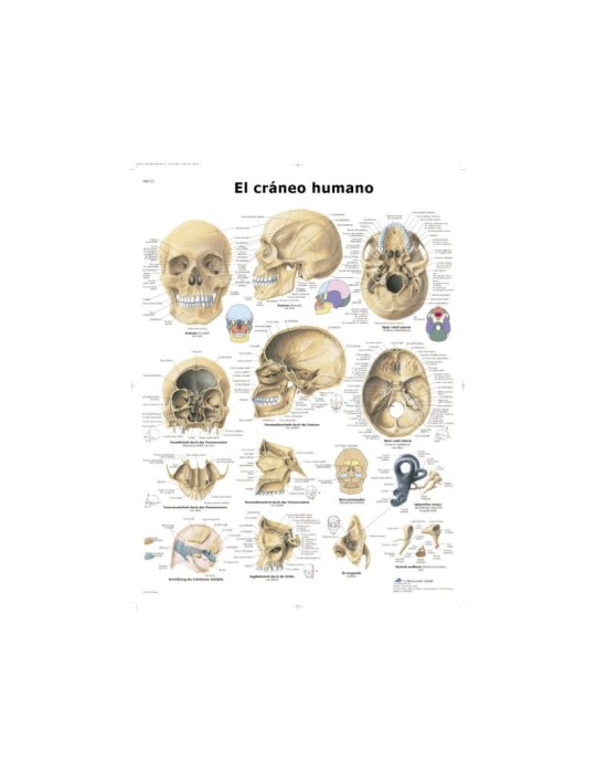 Lámina Cráneo Humano