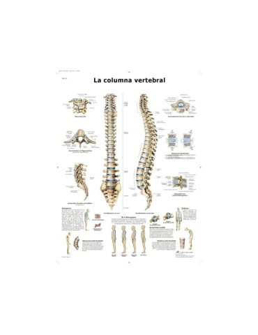 Lámina Columna Vertebral 2