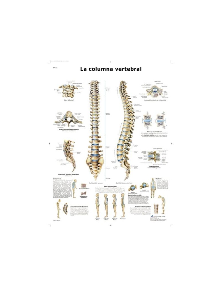 Lámina Columna Vertebral