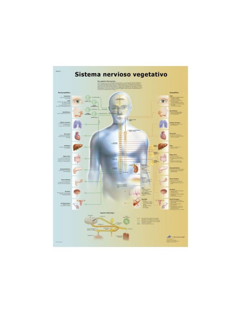 Lámina Sistema Nervioso Vegetativo