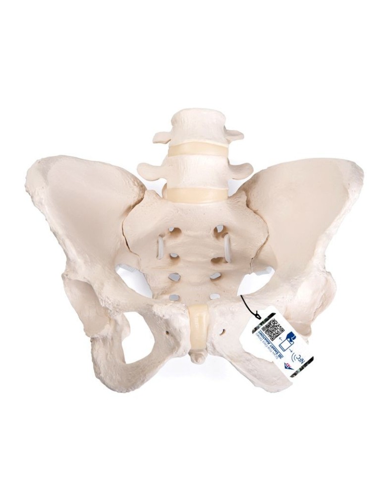 Pelvis Femenina Flexible 3B