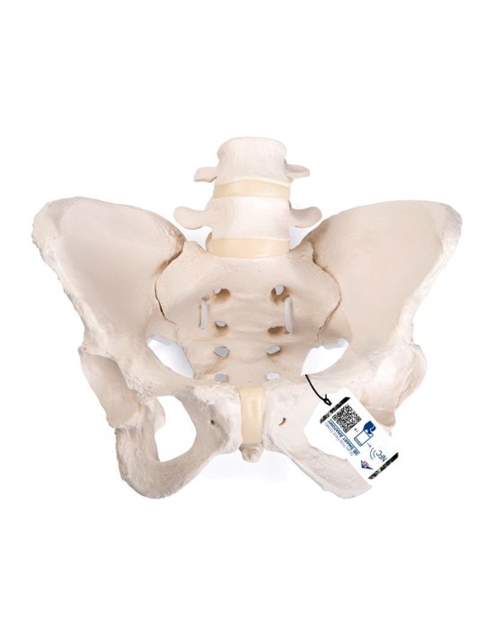 Pelvis Femenina Flexible 3B